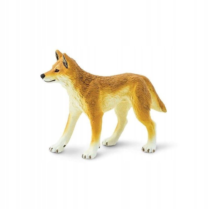 dingo.jpg
