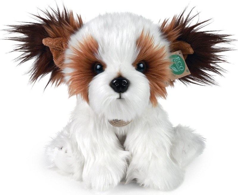 shih tzu.jpg