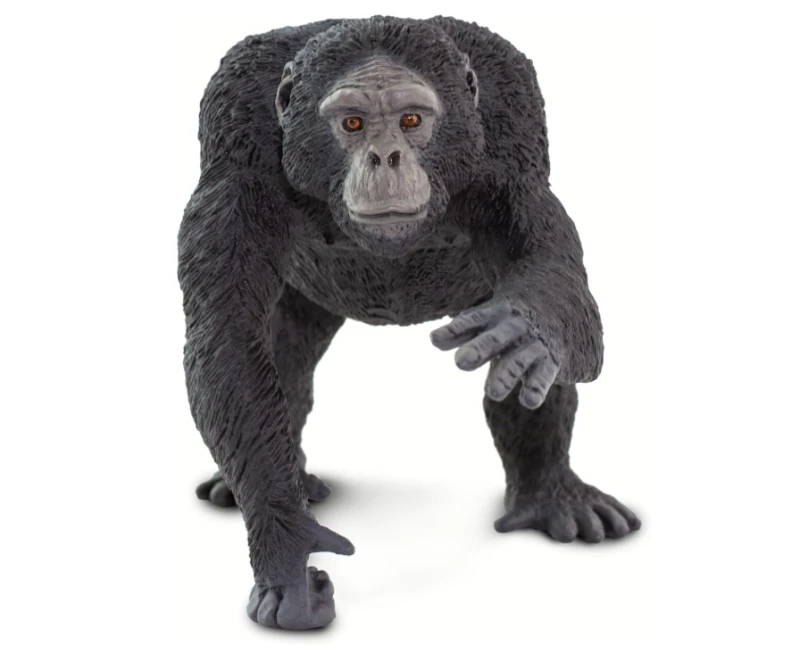 szympans-3.png