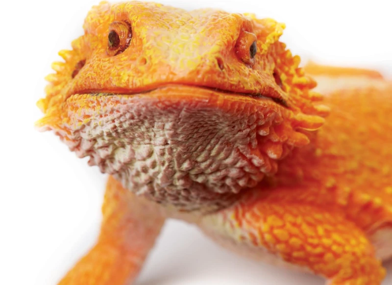Agama brodata-1.png