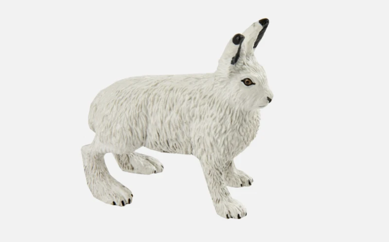 zając polarny.png