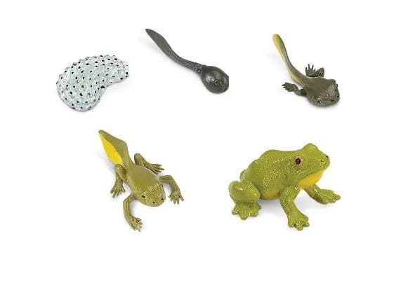 Safari Ltd - Zestaw figurek - Cykl życia żaby 69104