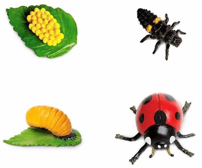 Safari Ltd - Zestaw figurek - Cykl życia biedronki 662716